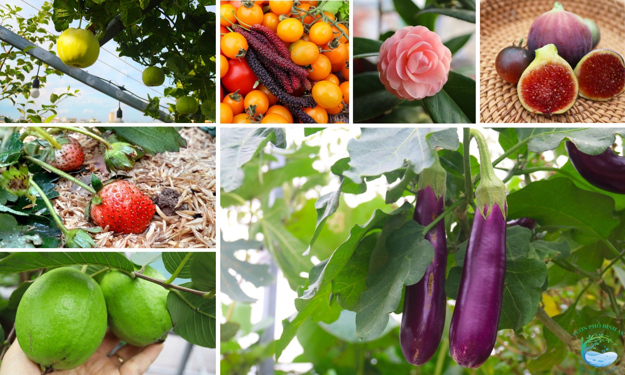 trong-cay-an-qua-vuon-san-thuong