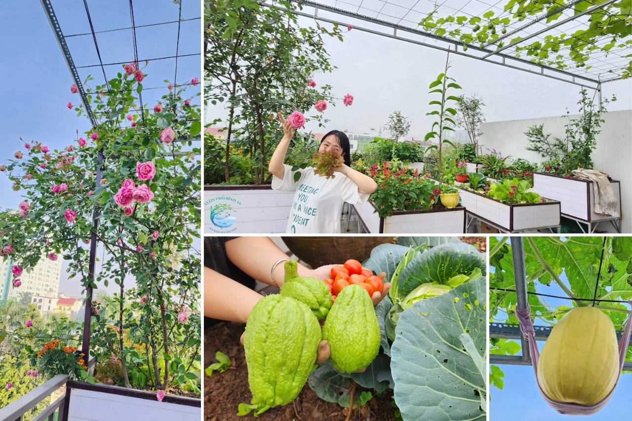Vuon-san-thuong-dep-hong-leo