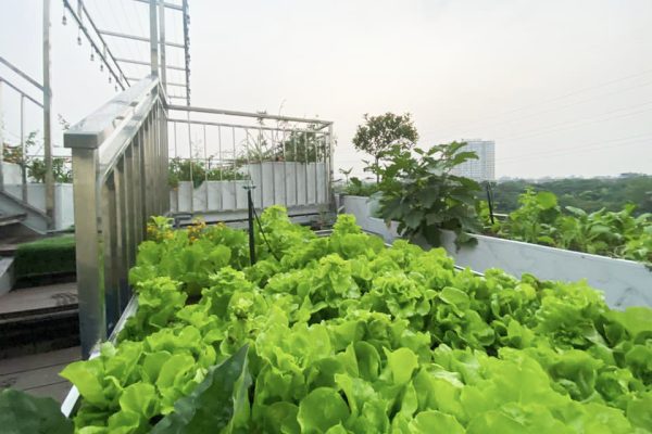 xa-lach-san-thuong