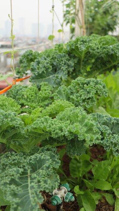 trong-cai-kale-san-thuong